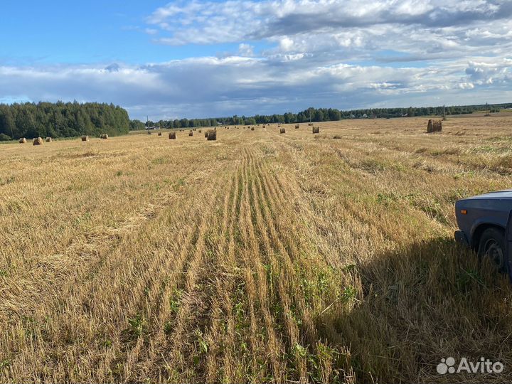 Солома овсяная и пшеничная доставка