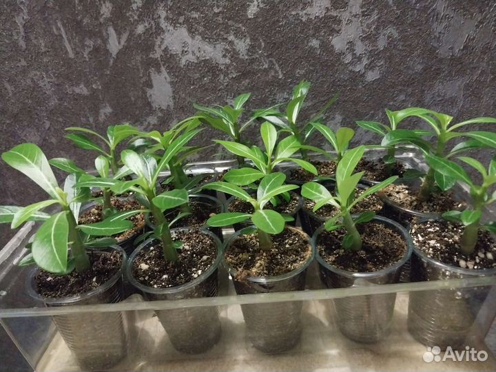 Адениум. Рассада