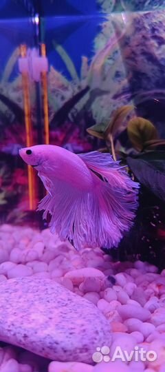 Аквариумная рыбка петушок
