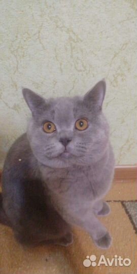 Британский кот