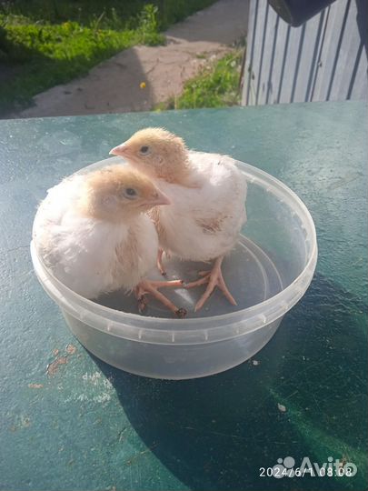 Перепела суточные