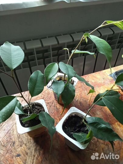 Фикус бенджамина