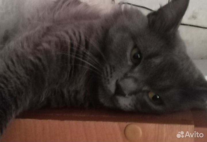 Отдам котика в добрые руки