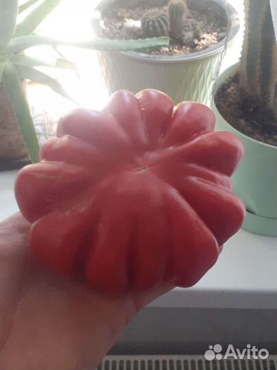 Семена томата из СССР русская гармошка