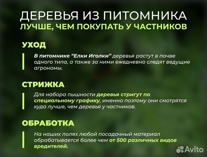 Туя Смарагд,Брабант