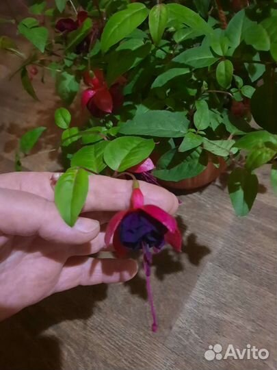 Цветущая фуксия в 3л кашпо с подвесом