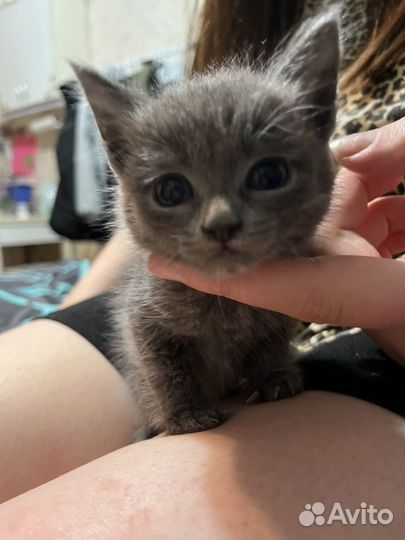 Отдаем котенка в добрые руки