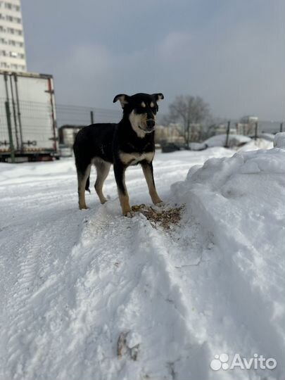 Собака в добрые руки