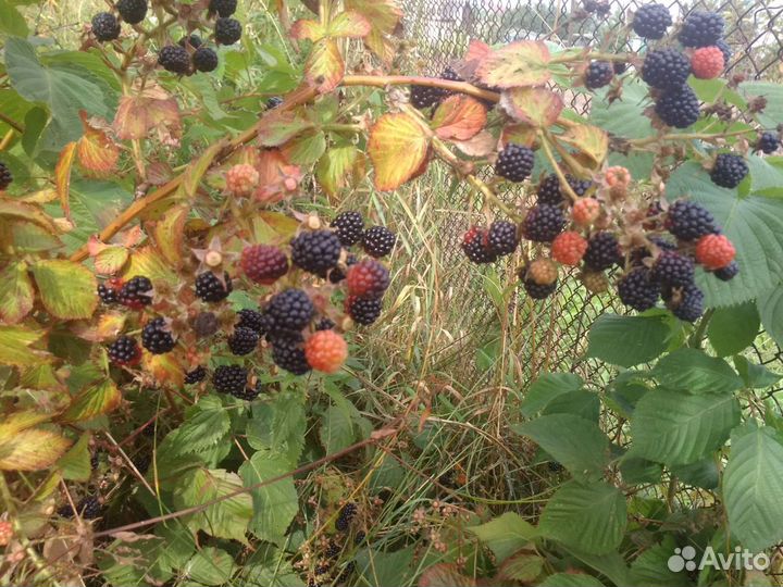 Продаю саженцы ежевики 