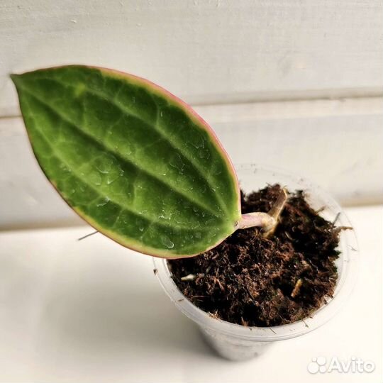 Хойя черенки укорененные