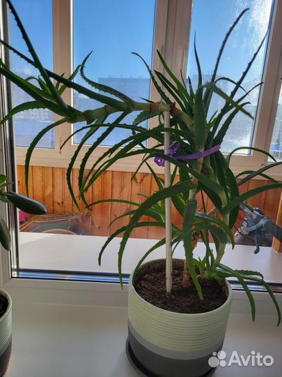 Традесканция рэо, декабрист и алоэ