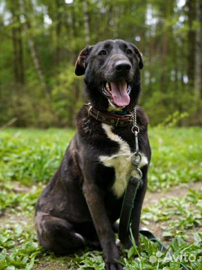 Собака-обнимака в добрые руки