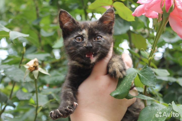 Котодетки в любящие ручки