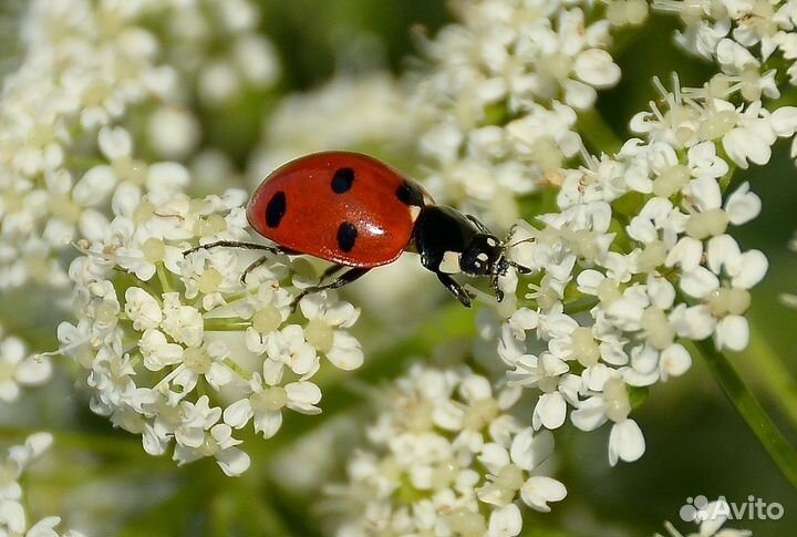 Макролинзы