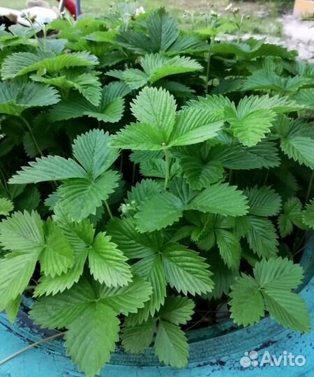 Земляника ремонтантная 