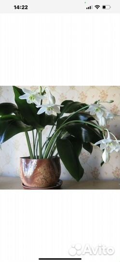 Азиатская лилия