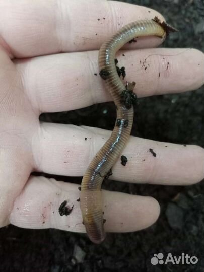 Червь Дендробена для рыбалки