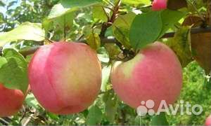 Яблони для Сибири
