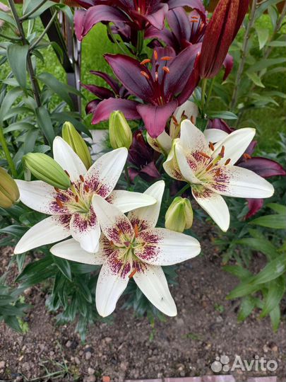 Лилия, лилейник