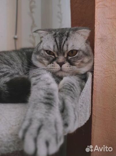 Вязка с шотландским вислоухим котом