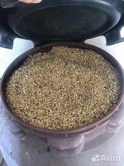 Горох кормовой