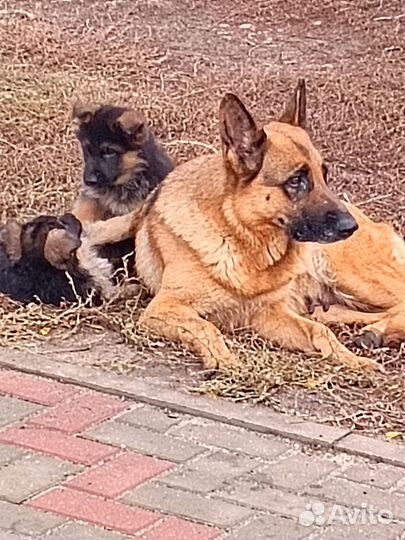 Щенки немецкой овчарки с документами