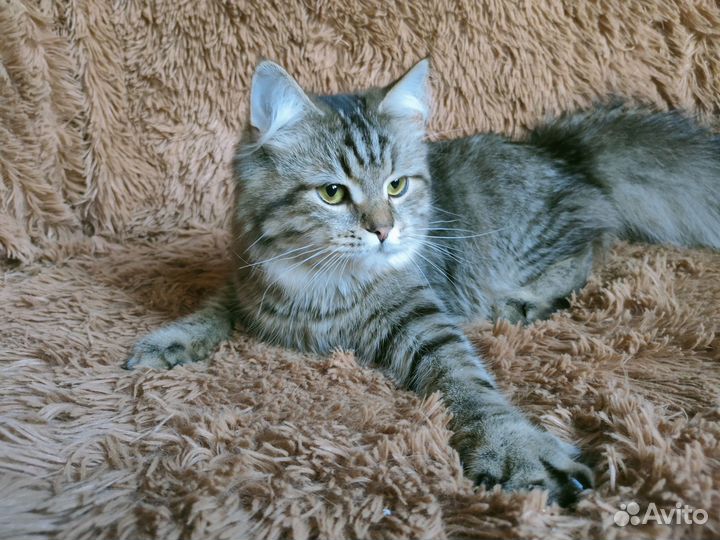 Серый пушистый котик