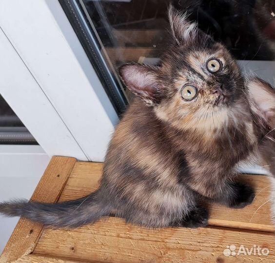 Котятки в добрые руки бесплатно