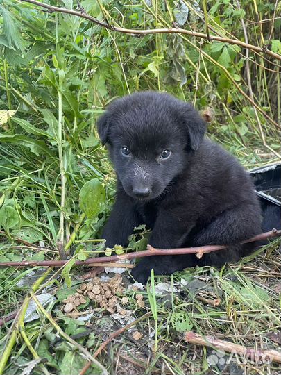 Отдам бесплатно щенки