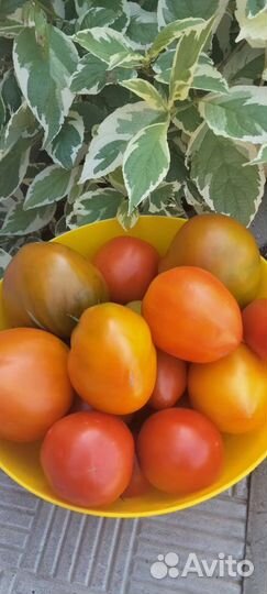 Помидоры домашние