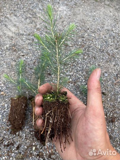 Саженцы голубой ели