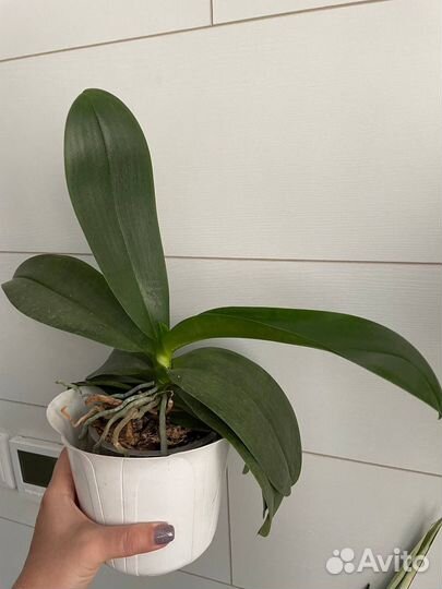 Орхидея фаленопсис