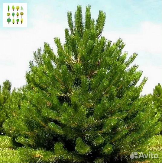 Крупномеры сосны