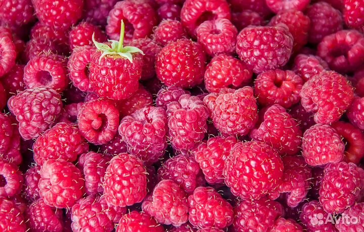 Ремонтантная малина