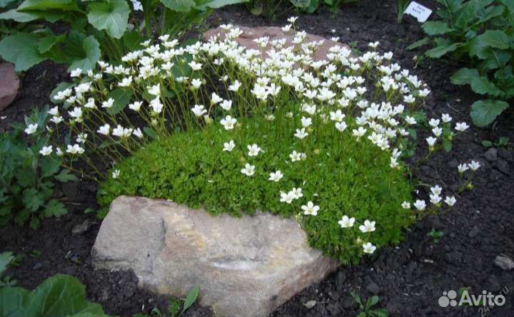 Камнеломка дернистая