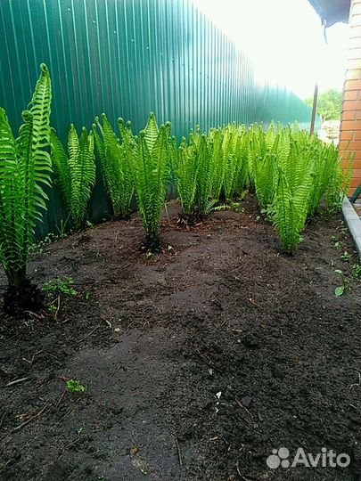 Папоротник