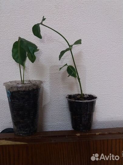 Комнатный жасмин