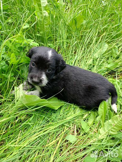 Собаки бесплатно в добрые руки щенки