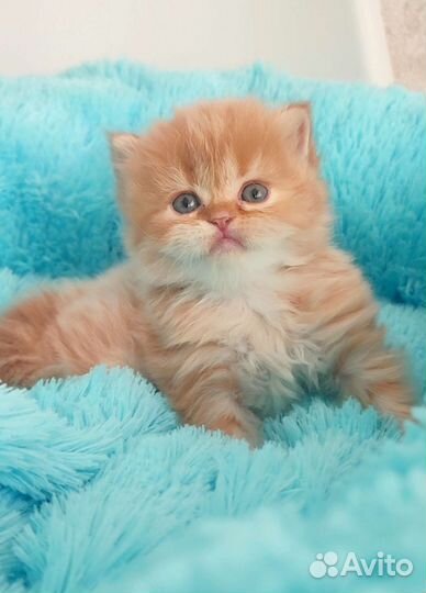 Хайленд страйт