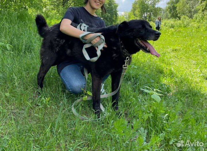 Собака из приюта ищет свой дом