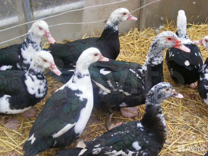 Индоутки(селезень, утка )