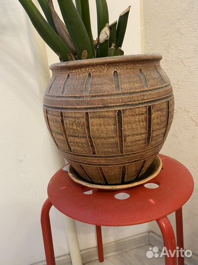 Замиокулькас