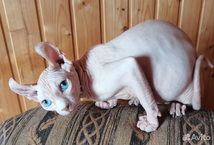 Канадский сфинкс Эльф мальчик