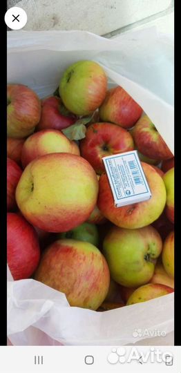 Яблоки домашние