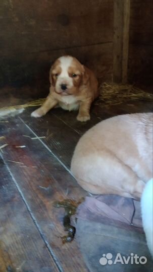 Русский спаниель