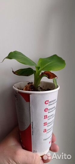 Банановая пальма