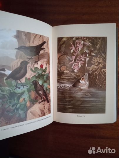 А. Брем Жизнь животных в одном томе 2013г