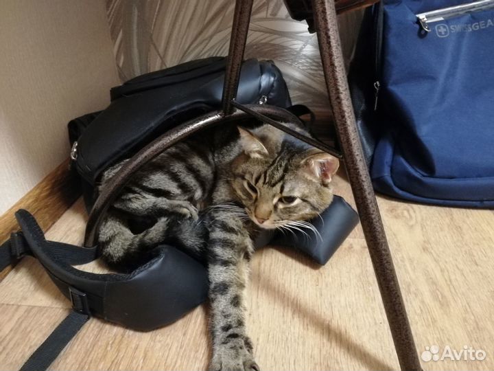 Отдам кота, бенгал, кастрат