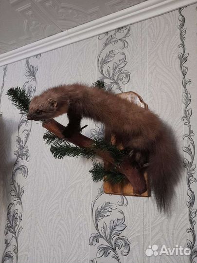 Имитация куница