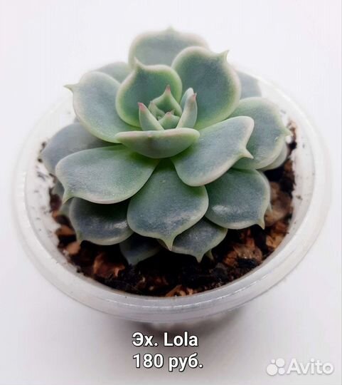 Суккуленты 2